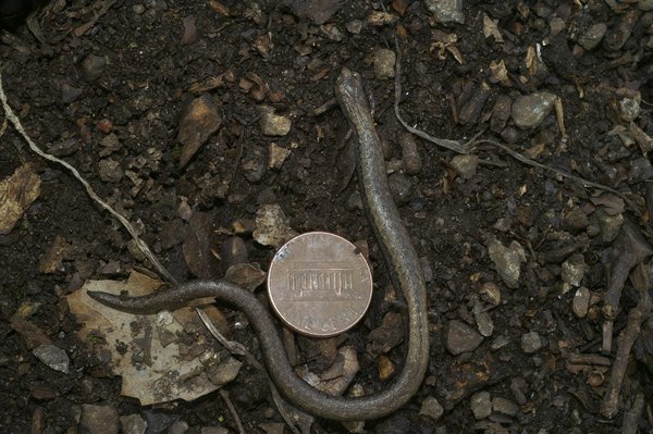 Stage de pilotage : gt3 rs ou gt3 cup ?